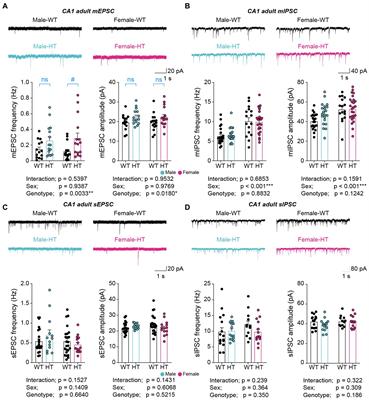 Age-differential sexual dimorphisms in CHD8-S62X-mutant mouse synapses and transcriptomes